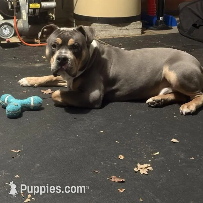 B, a male American Bully for sale in New Haven, CT – Photo 7 of 8
