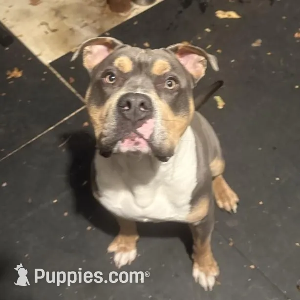 B, a male American Bully for sale in New Haven, CT – Photo 4 of 8