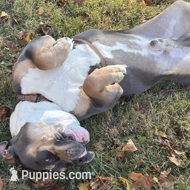 B, a male American Bully for sale in New Haven, CT – Photo 3 of 8