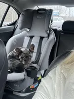 Meadow , a female French Bulldog for sale in New Haven, CT – Photo 6 of 6