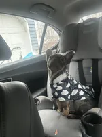 Meadow , a female French Bulldog for sale in New Haven, CT – Photo 5 of 6