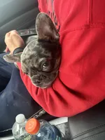 Meadow , a female French Bulldog for sale in New Haven, CT – Photo 2 of 6