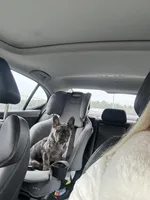 Meadow , a female French Bulldog for sale in New Haven, CT – Photo 3 of 6