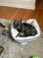 Meadow , a female French Bulldog for sale in New Haven, CT – Photo 1 of 6