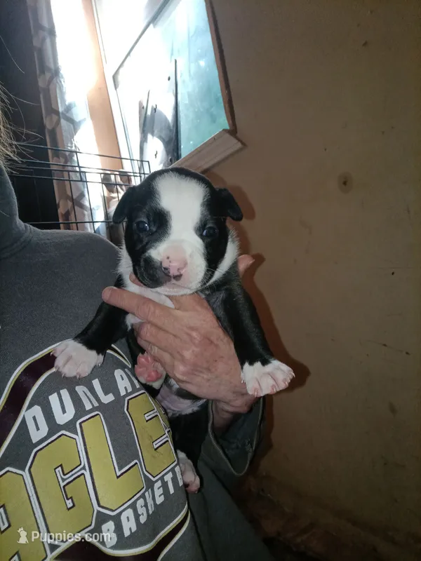 Puppie – American Pit Bull Terrier puppy for sale in East Peoria, IL