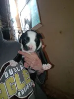 Puppie, a female American Pit Bull Terrier for sale in East Peoria, IL – 1 of 1