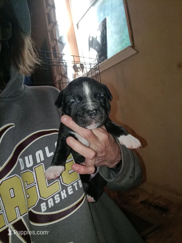 Puppie – American Pit Bull Terrier puppy for sale in East Peoria, IL