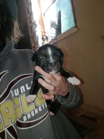 Puppie, a female American Pit Bull Terrier for sale in East Peoria, IL – 1 of 1