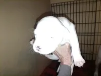Puppie, a female American Pit Bull Terrier for sale in East Peoria, IL – 3 of 3