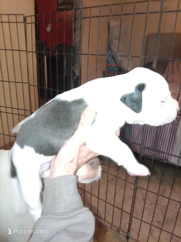 Puppie – American Pit Bull Terrier puppy for sale in East Peoria, IL