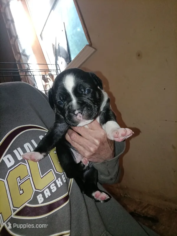 Puppie – American Pit Bull Terrier puppy for sale in East Peoria, IL