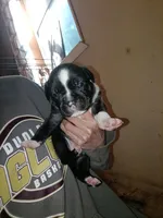 Puppie, a female American Pit Bull Terrier for sale in East Peoria, IL – 1 of 1