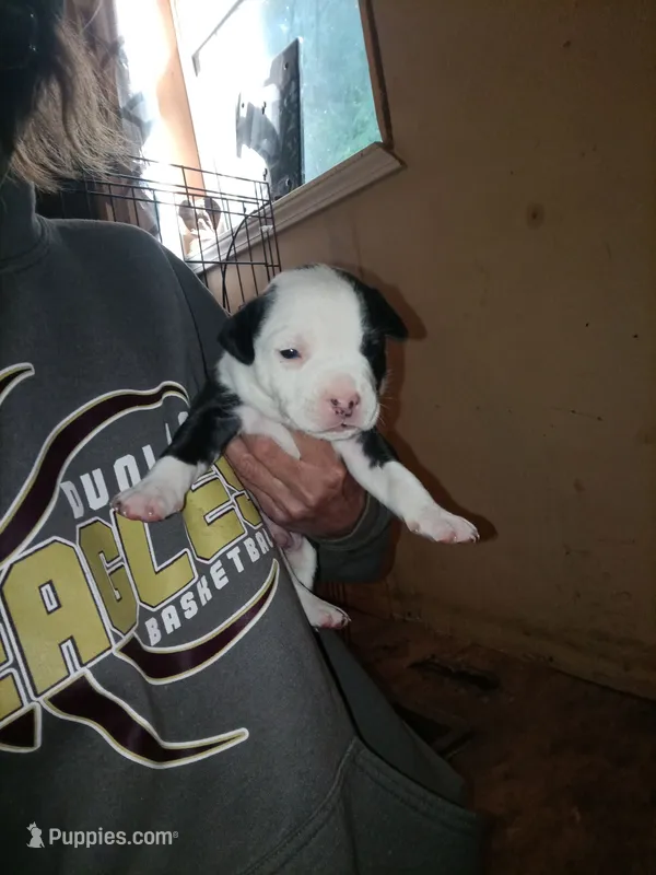 Puppie – American Pit Bull Terrier puppy for sale in East Peoria, IL
