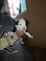 Puppie, a male American Pit Bull Terrier for sale in East Peoria, IL – 1 of 1