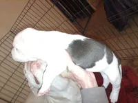 Puppie, a female American Pit Bull Terrier for sale in East Peoria, IL – 2 of 3