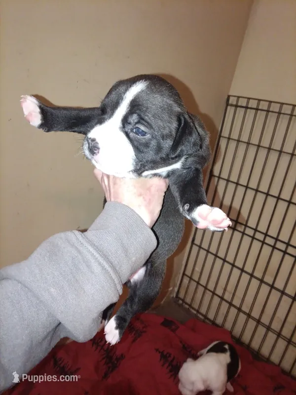 Puppie – American Pit Bull Terrier puppy for sale in East Peoria, IL