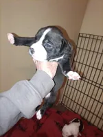 Puppie, a female American Pit Bull Terrier for sale in East Peoria, IL – 1 of 1