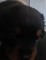 Lux, a female Rottweiler for sale in Mobile, AL – 3 of 3
