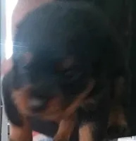 Lux, a female Rottweiler for sale in Mobile, AL – 2 of 3