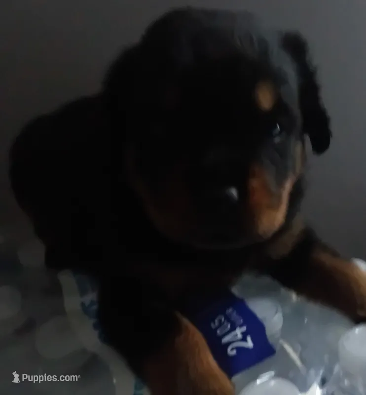 Lux, a female Rottweiler for sale in Mobile, AL – 1 of 3