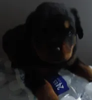 Lux, a female Rottweiler for sale in Mobile, AL – 1 of 3
