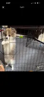Fluffy, a female Pomeranian for sale in Macomb, MI – 2 of 2