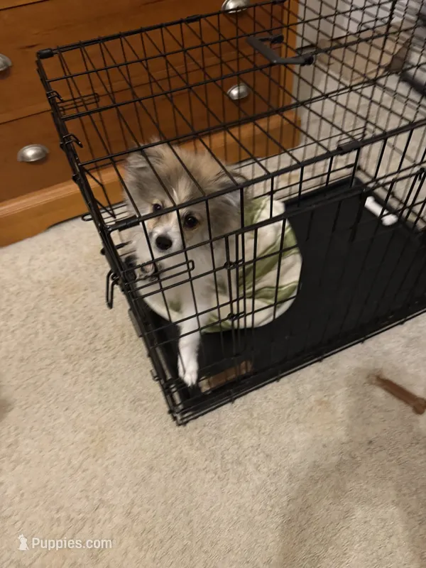 Fluffy – Pomeranian puppy for sale in Macomb, MI