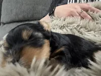 Nova , a female Yorkshire Terrier for sale in Union, KY – 1 of 4