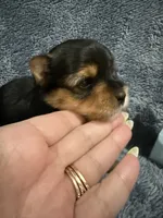 Comet , a male Yorkshire Terrier for sale in Union, KY – 3 of 3