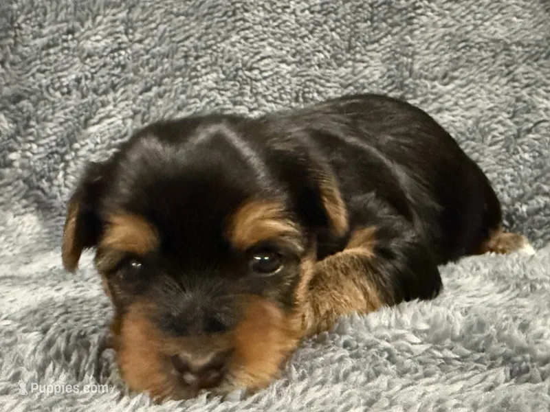 Orion – Yorkshire Terrier puppy for sale in Union, KY