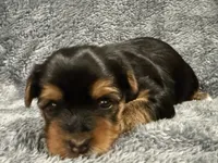 Orion, a male Yorkshire Terrier for sale in Union, KY – 1 of 2