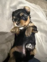 Nova , a female Yorkshire Terrier for sale in Union, KY – 3 of 4