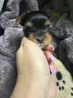 Nova , a female Yorkshire Terrier for sale in Union, KY – 2 of 4