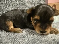 Comet , a male Yorkshire Terrier for sale in Union, KY – 2 of 3