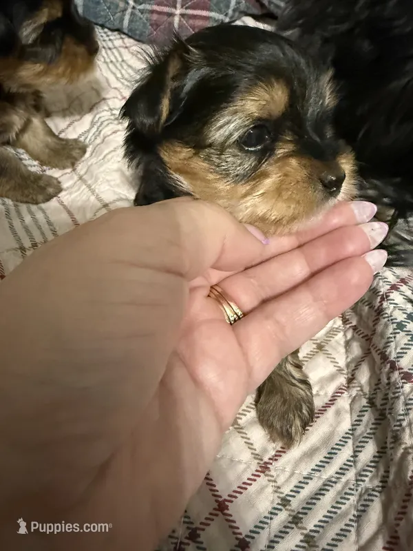 Comet  – Yorkshire Terrier puppy for sale in Union, KY