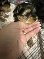 Comet , a male Yorkshire Terrier for sale in Union, KY – 1 of 3