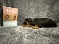Orion, a male Yorkshire Terrier for sale in Union, KY – 2 of 2