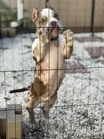 Milo, a male American Bully for sale in Pinellas Park, FL – Photo 2 of 3