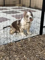 Milo, a male American Bully for sale in Pinellas Park, FL – Photo 3 of 3