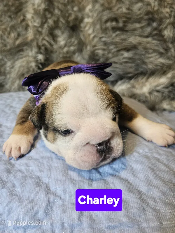 Charley – English Bulldog puppy for sale in Overbrook, KS
