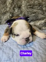 Charley, a female English Bulldog for sale in Overbrook, KS – 1 of 1
