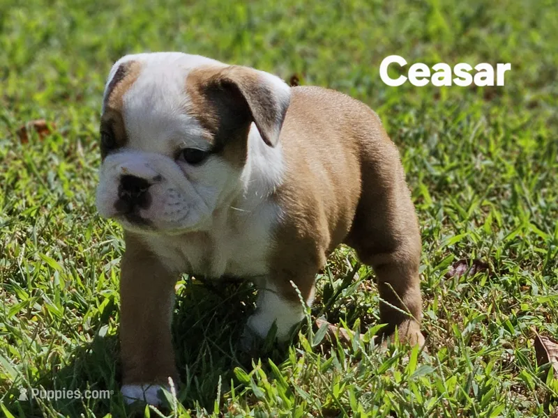 Ceasar – English Bulldog puppy for sale in Overbrook, KS
