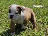 Ceasar, a male English Bulldog for sale in Overbrook, KS – 2 of 9