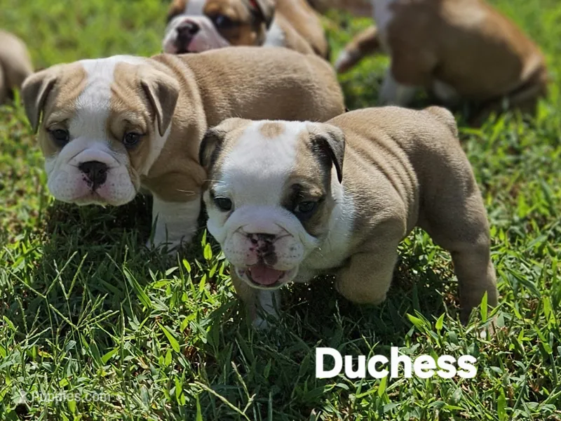 Duchess – English Bulldog puppy for sale in Overbrook, KS