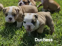 Duchess, a female English Bulldog for sale in Overbrook, KS – 3 of 10