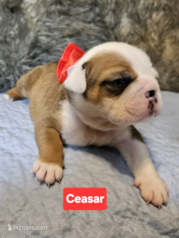 Ceasar – English Bulldog puppy for sale in Overbrook, KS