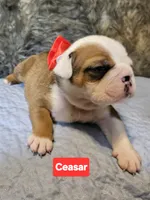 Ceasar, a male English Bulldog for sale in Overbrook, KS – 1 of 1