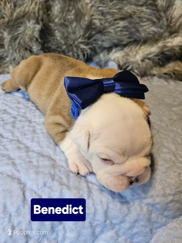 Benedict – English Bulldog puppy for sale in Overbrook, KS