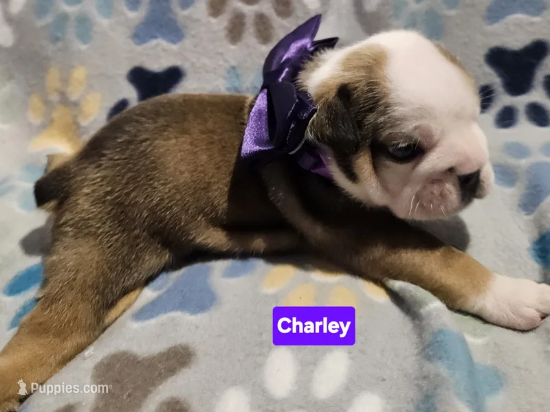 Charley – English Bulldog puppy for sale in Overbrook, KS