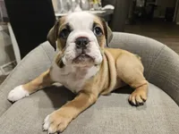 Ivy, a female English Bulldog for sale in Overbrook, KS – 1 of 9